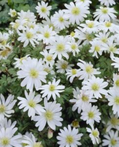 Anemone Blanda White Splendour