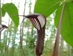 Arisaema Costatum