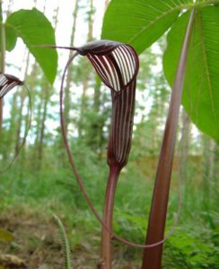 Arisaema Costatum
