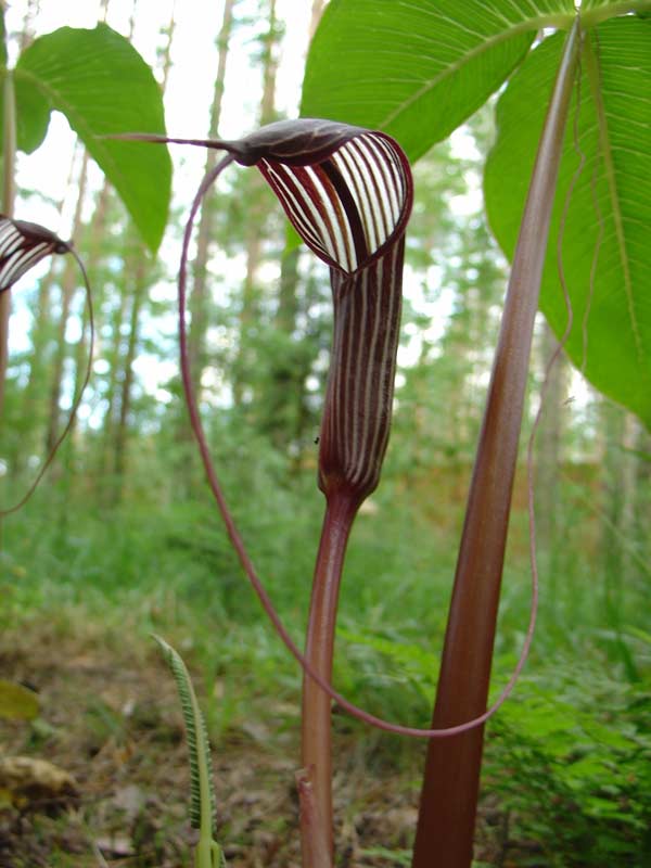 Arisaema Costatum