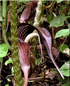 Arisaema Speciosum