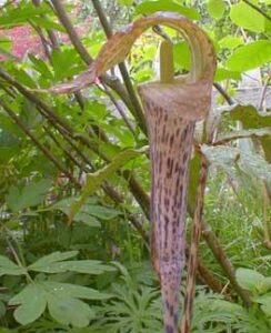Arisaema Nepenthoides