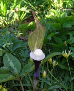 Arisaema Sikokianum