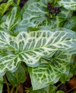 Arum Italicum Marmoratum