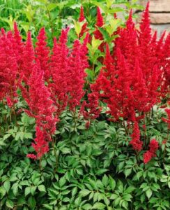 Astilbe Fanal