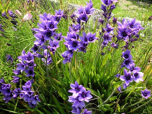 Babiana Stricta Babiana Stricta