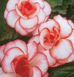 Begonia exotic,  Bouton de Rose