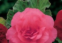 Begonia Exotic,  Camelia