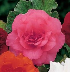 Begonia exotic,  Camelia