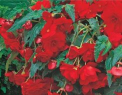 Begonia Cascade Red