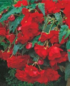 Begonia Cascade Red