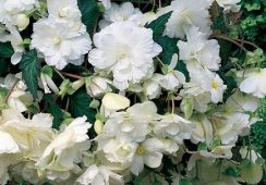 Begonia Cascade White