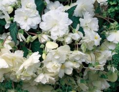 Begonia Cascade White