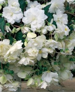 Begonia Cascade White