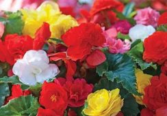 Begonia Non Stop Mixed