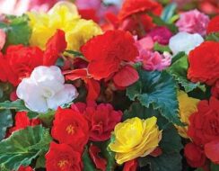 Begonia Non Stop Mixed