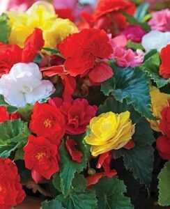 Begonia Non Stop Mixed
