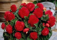 Begonia Non Stop Red