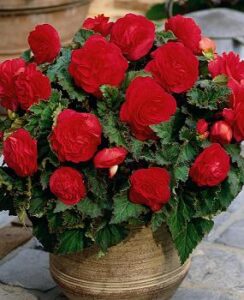 Begonia Non Stop Red