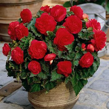 Begonia Non Stop Red