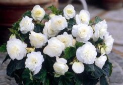 Begonia Non Stop White