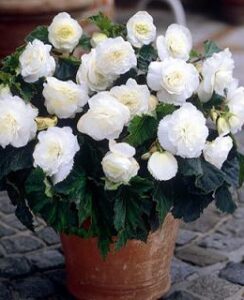 Begonia Non Stop White