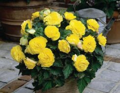 Begonia Non Stop Yellow