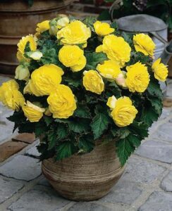 Begonia Non Stop Yellow