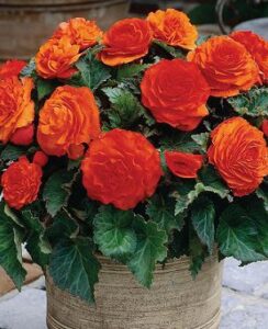 Begonia Non Stop Orange