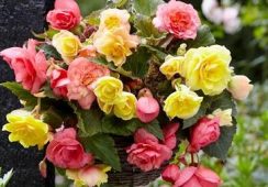 Begonia Odorata Mix,
