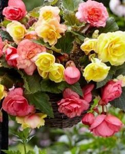 Begonia Odorata Mix,