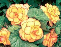 Begonia exotic,  Picotee