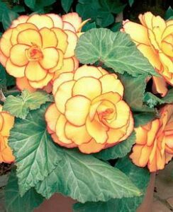 Begonia exotic,  Picotee