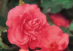 Begonia Non Stop Pink