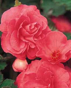 Begonia Non Stop Pink