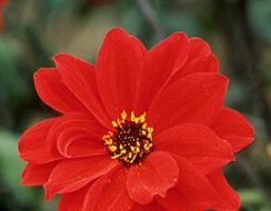 Dahlia Bishop of Llandaff
