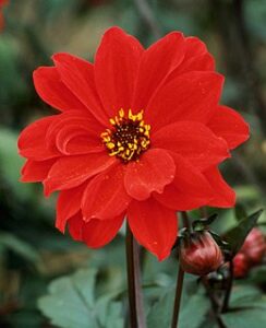 Dahlia Bishop of Llandaff