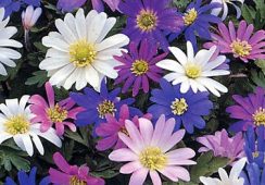 Anemone Blanda Mix