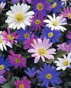 Anemone Blanda Mix