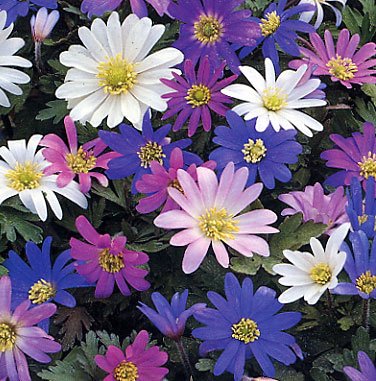 Anemone Blanda Mix - Anglia Bulb Company