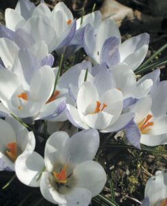 Crocus Blue Pearl