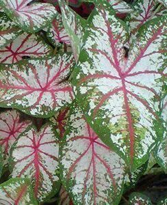 Caladium Tapestry