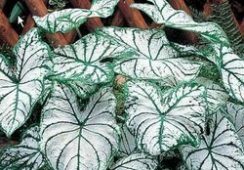 Caladium White Christmas