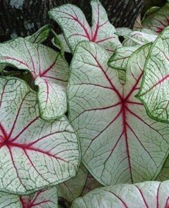 Caladium White Queen