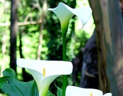 Calla Lily Aethiopica