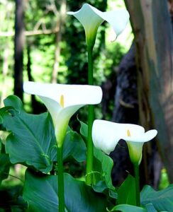 Zantedeschia Aethiopica