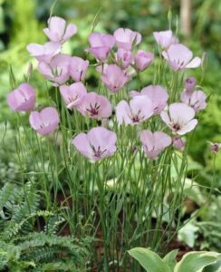 Calochortus Cupido