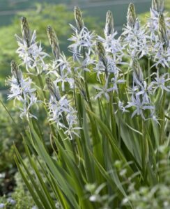 Camassia Cusickii