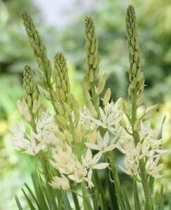 Camassia Leichtlinii Alba