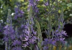 Camassia Caerulea